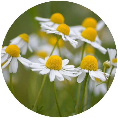 Chamomilla Matricaria